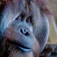 Azy the Orangutan